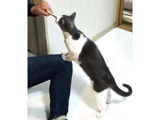 猫シェアハウスミネット大阪尼崎(関西・中部)の詳しい情報イメージ