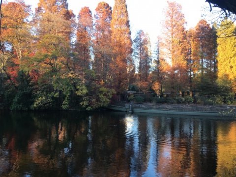 井の頭公園 秋の景色です。