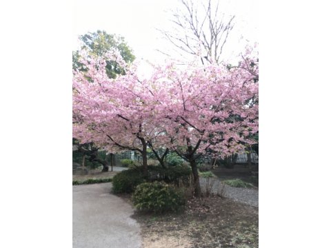 なんと言っても桜のシーズンは見事です。