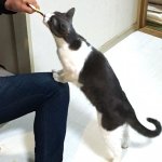 猫シェアハウスミネット大阪尼崎