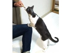 猫シェアハウスミネット大阪尼崎