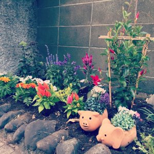 ファーストハウス市が尾ではシーズン毎の恒例となっている花壇のリニューアル！　今回は夏に向けてビビッドで元気になりそうな色のお花を植えました。