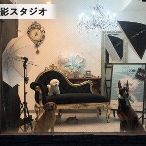 ドッグ撮影スタジオです