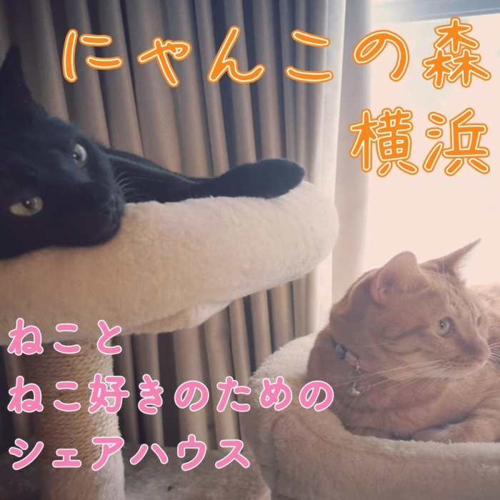 2023年1月に国内最大級の猫シェアハウスが横浜にOPENします。
10月よりオンライン説明会、入居予約受付開始中です。
（11月末までに申し込み頂くと家具を選べるキャンペーン中です）
ぜひ公式サイトにて詳細をご覧ください。
https://irodorifactory.com/yokohama/