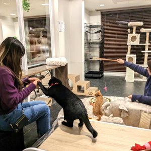 猫と猫好きのためのシェアハウス『にゃんこの森横浜』は猫カフェのような共用スペースで猫好き入居者同士が猫を囲んでコミュニケーションを楽しんでいます。

猫が大好きだけど自分では飼えない方も、経験者に囲まれてアドバイスをもらいながら飼い始めたい方も、猫飼育者同士の交流を楽しみたい方もぜひお楽しみください♪