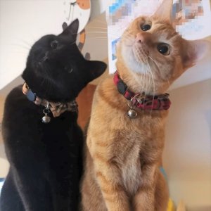 猫と猫好きのためのシェアハウス『にゃんこの森横浜』は猫カフェのような共用スペースで猫好き入居者同士が猫を囲んでコミュニケーションを楽しんでいます。

猫が大好きだけど自分では飼えない方も、経験者に囲まれてアドバイスをもらいながら飼い始めたい方も、猫飼育者同士の交流を楽しみたい方もぜひお楽しみください♪