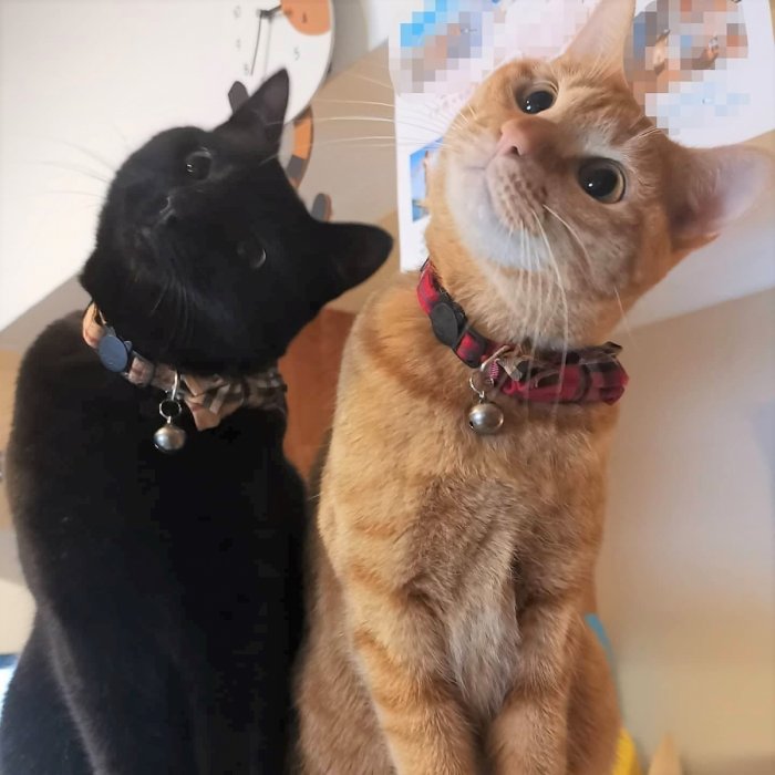 猫と猫好きのためのシェアハウス『にゃんこの森横浜』は猫カフェのような共用スペースで猫好き入居者同士が猫を囲んでコミュニケーションを楽しんでいます。

猫が大好きだけど自分では飼えない方も、経験者に囲まれてアドバイスをもらいながら飼い始めたい方も、猫飼育者同士の交流を楽しみたい方もぜひお楽しみください♪