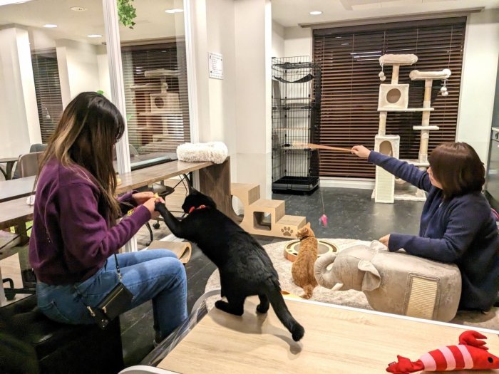 猫と猫好きのためのシェアハウス『にゃんこの森横浜』は猫カフェのような共用スペースで猫好き入居者同士が猫を囲んでコミュニケーションを楽しんでいます。

猫が大好きだけど自分では飼えない方も、経験者に囲まれてアドバイスをもらいながら飼い始めたい方も、猫飼育者同士の交流を楽しみたい方もぜひお楽しみください♪