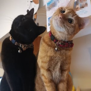 猫と猫好きのためのシェアハウス『にゃんこの森横浜』は猫カフェのような共用スペースで猫好き入居者同士が猫を囲んでコミュニケーションを楽しんでいます。

猫が大好きだけど自分では飼えない方も、経験者に囲まれてアドバイスをもらいながら飼い始めたい方も、猫飼育者同士の交流を楽しみたい方もぜひお楽しみください♪