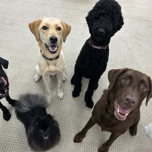 ワンちゃんがお出迎え