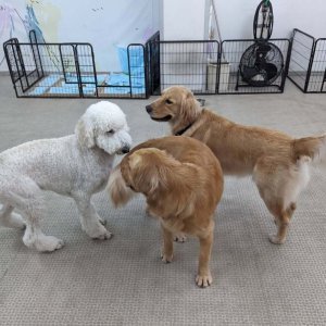 可愛いワンちゃん達がいます！