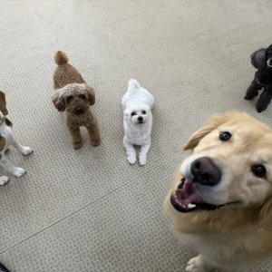 ワンちゃん達が待っています。