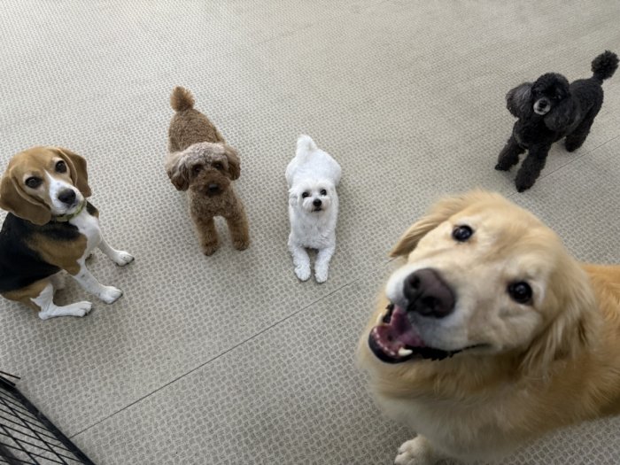 ワンちゃん達が待っています。