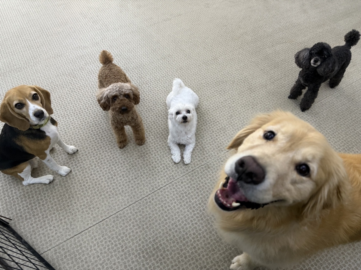 ワンちゃん達が待っています。